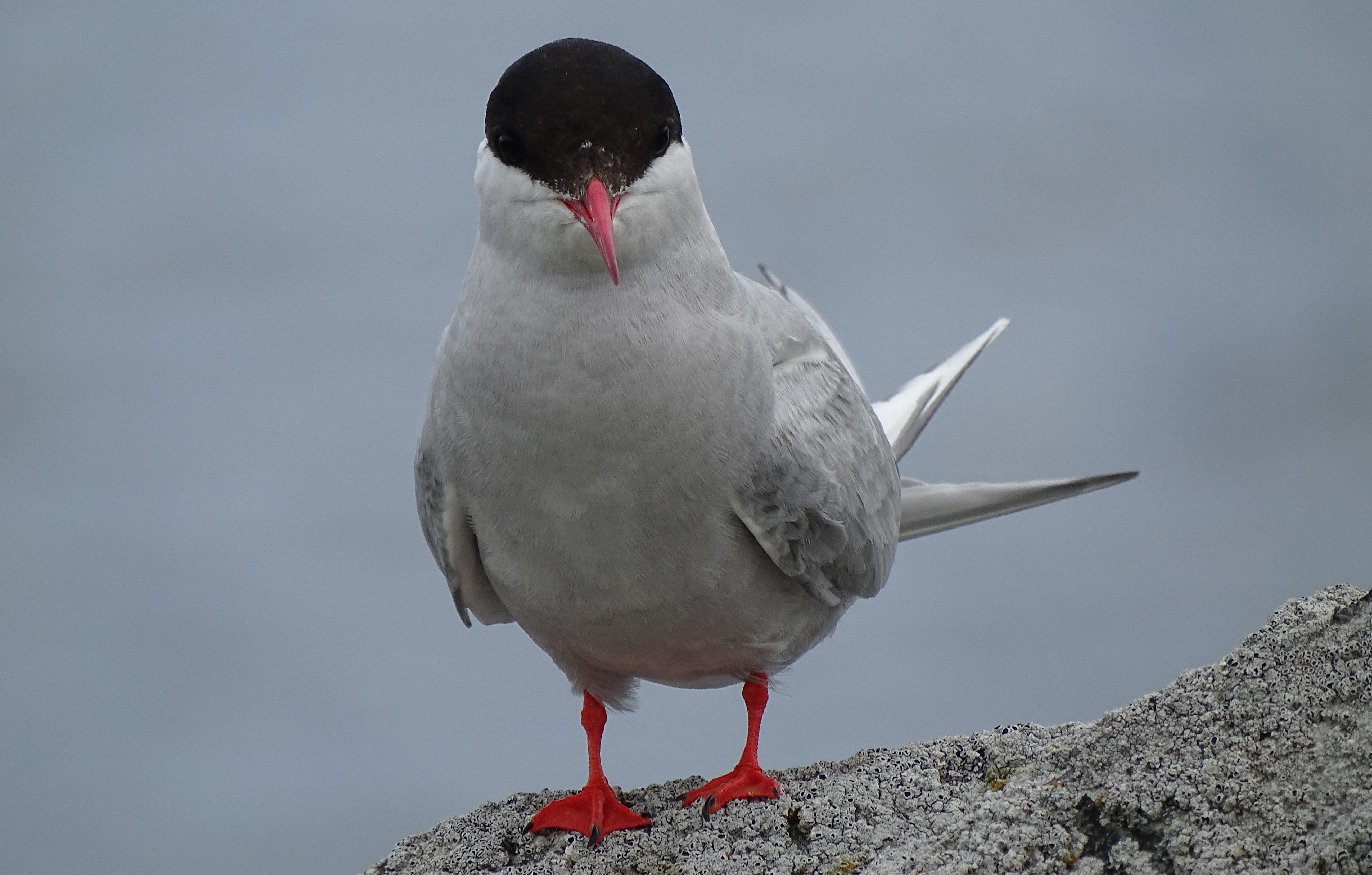Arctic tern