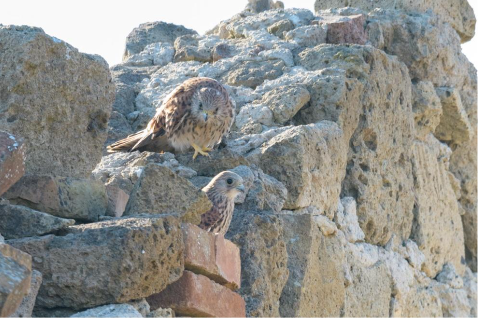 lesser kestrels on rocks